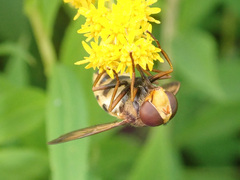 Volucella inanis