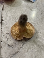 Lactifluus hygrophoroides