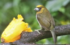 Semnornis frantzii