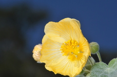 Abutilon