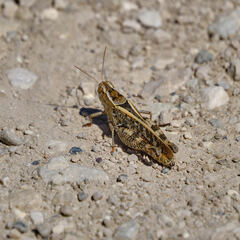 Calliptamus italicus