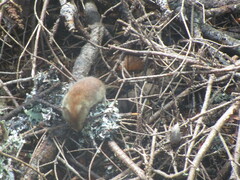 Clethrionomys gapperi