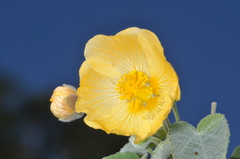 Abutilon