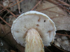 Austroboletus subflavidus image
