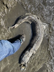 Acipenser transmontanus