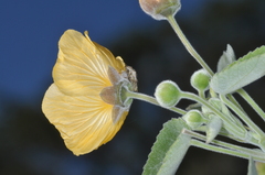 Abutilon