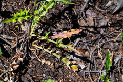 Cirsium andersonii