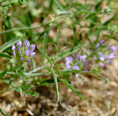 Bituminaria bituminosa