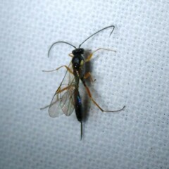 Campopleginae
