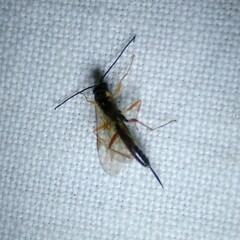 Campopleginae