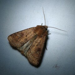Diarsia rubi
