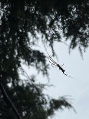 Trichonephila clavata