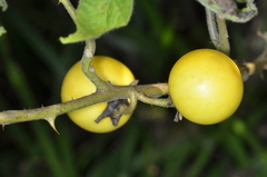 Solanum viarum
