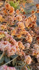 Eriogonum latifolium