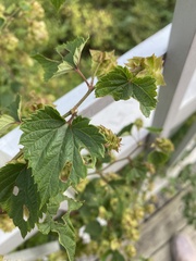 Humulus lupulus