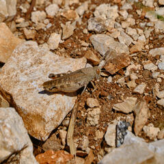 Calliptamus italicus