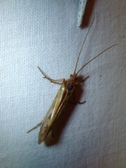 Limnephilus marmoratus
