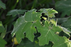 Solanum viarum