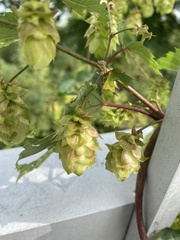 Humulus lupulus