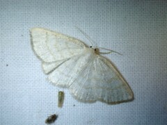 Cabera exanthemata
