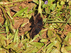 Pyrginae