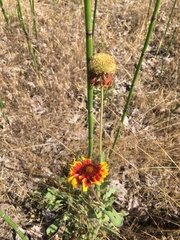 Gaillardia
