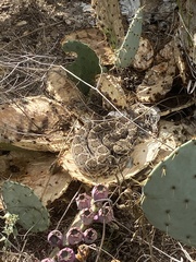 Crotalus atrox