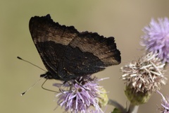 Aglais milberti
