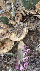 Crotalus atrox