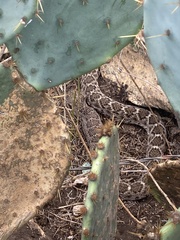 Crotalus atrox