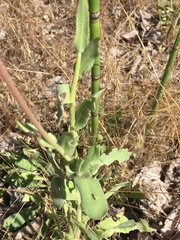 Gaillardia