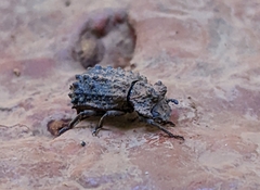 Bolitotherus cornutus