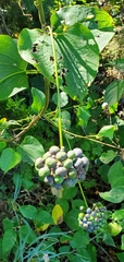 Smilax herbacea