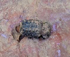 Bolitotherus cornutus