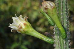 Praecereus euchlorus