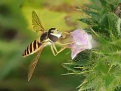 Sphaerophoria scripta