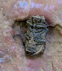 Bolitotherus cornutus
