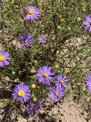 Dieteria canescens