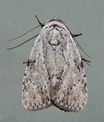 Barasa cymatistis
