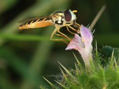 Sphaerophoria scripta