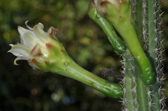 Praecereus euchlorus