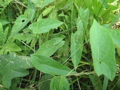 Calystegia sepium