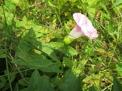 Calystegia sepium