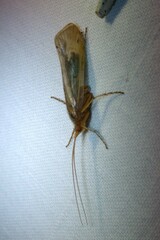 Limnephilus flavicornis