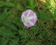 Calystegia sepium