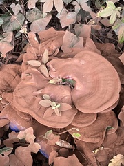 Ganoderma applanatum