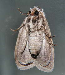 Barasa cymatistis