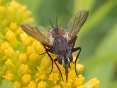 Eriothrix rufomaculata