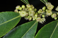 Casearia sylvestris