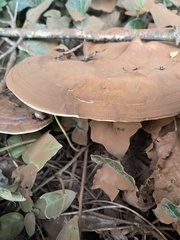 Ganoderma applanatum